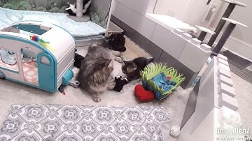 First kitten escapes the nest, but finds her way home!