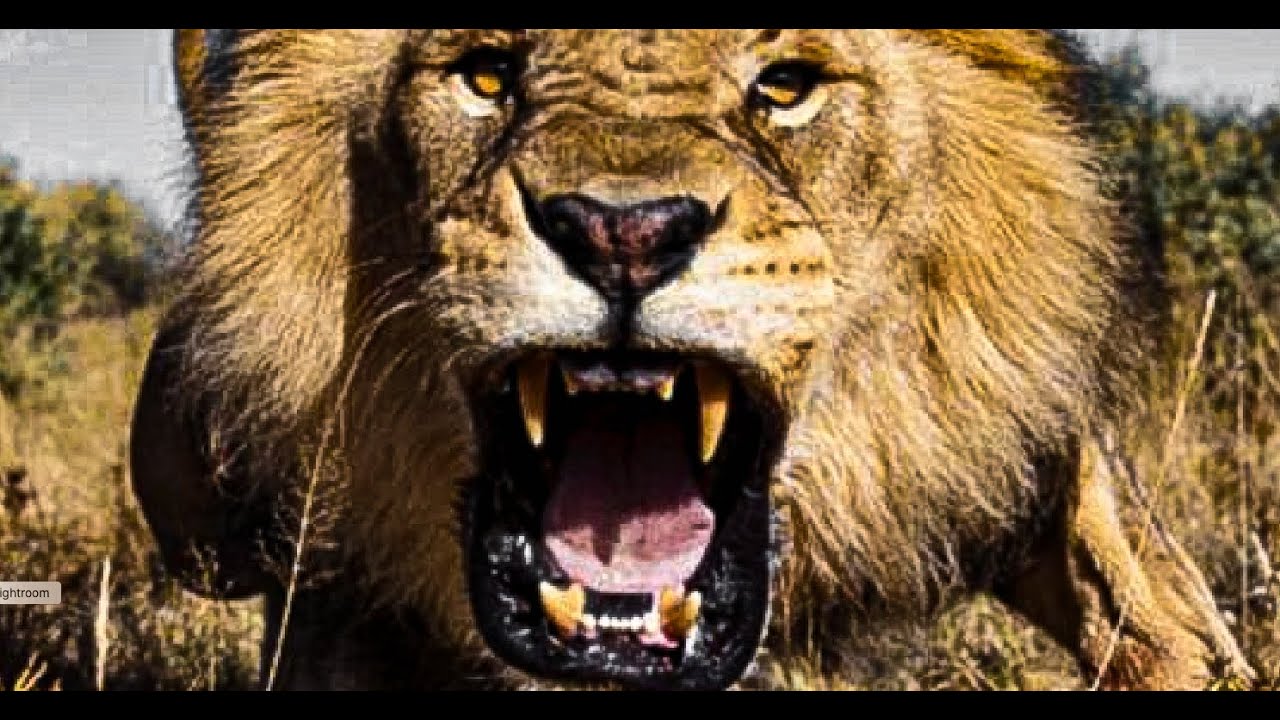 Lion Loud Roar Sounds - intense lion roaring sounds