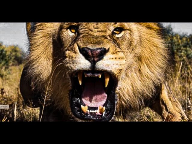 Lion Roar 🦁 Sound Effect🔊 