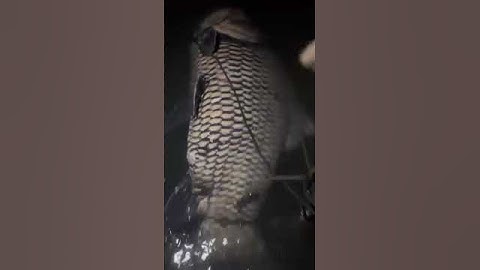 Thả lưới bắt được cá hô quá khủng #shorts