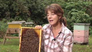 Famous Entomologist Marla Spivak: 2010 MacArthur Fellow | MacArthur Foundation Wealth