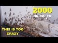 2000 Crickets VS My Bearded Dragons !!! PART 2