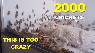 2000 Crickets VS My Bearded Dragons !!! PART 2