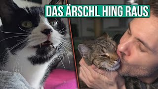 Katze passiert ein Missgeschick im Bad und wird verpetzt