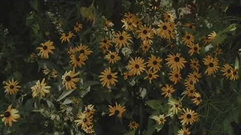 سورة يوسف القاريء احمد مصطفي. /. Ahmed mostafa