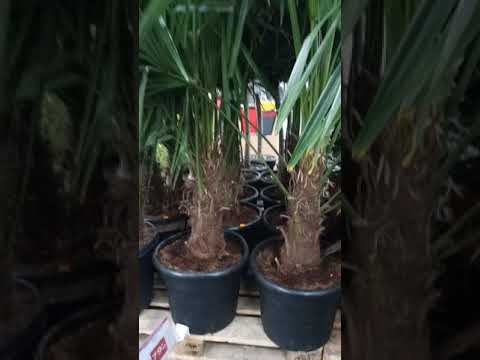 Video: Yucca Garden (43 Fotos): Plantning. Hvordan Plejer Man Filamentose? Reproduktion Og Transplantation Af Gadeplanter, Sorter Og Sygdomme