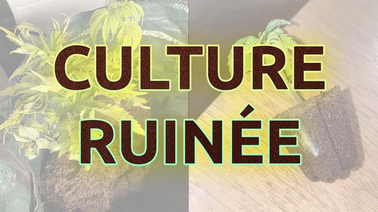 Comment j'ai totalement raté ma culture Indoor !!! (Je suis nul ?!)