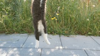 Norwegian Forest Cat: Morning gymnastics with Odin and Eddie