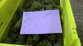 Uvas en bodega