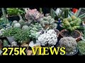 RAREST? MOST EXPENSIVE? CACTI And SUCCULENTS in the World?
