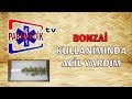 BONZAİ İÇENLERE Acil Müdehale Nasıl Olmalıdır ?