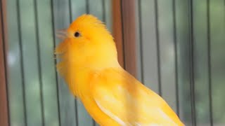 Your canary will sing non-stop after hearing this song - canary training