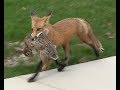 Amazing footage of happy Red Fox carrying sad rabbit in St  Louis neighborhood