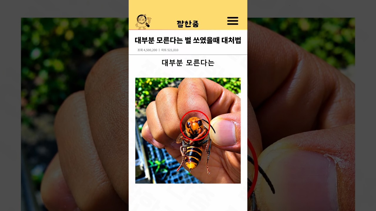 대부분 모른다는 벌 쏘였을때 대처법