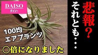 チランジア Youtube