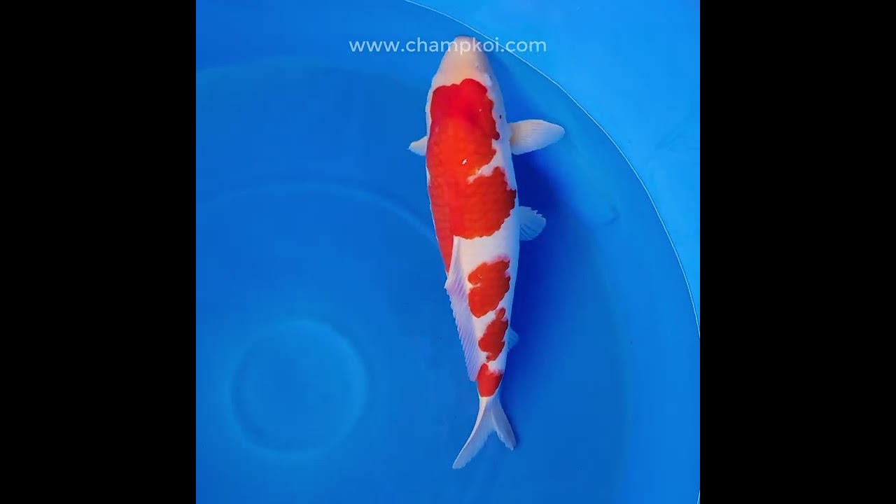 24G-210 Kohaku - Champion Nishikigoi