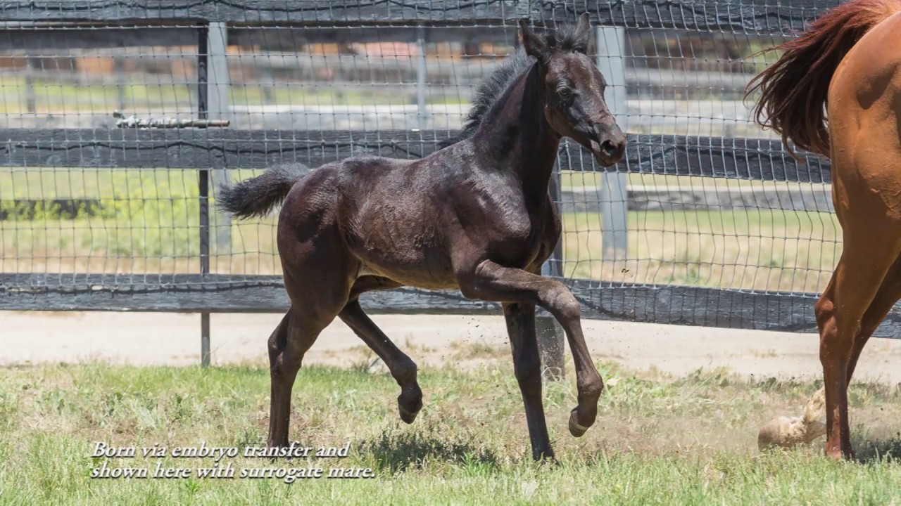 2017 Lord Carnaby / Hohenstein / Grandus Oldenburg GOV Colt
