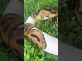 “Smiley Pied” Het Albino Ball Python