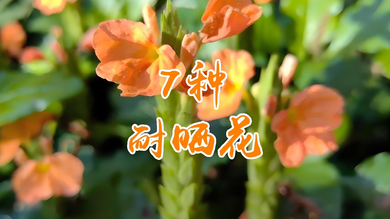 7种超级耐晒花，新手也能养爆盆！