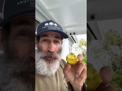 My First White Sapote of 2025: The Redlands Variety