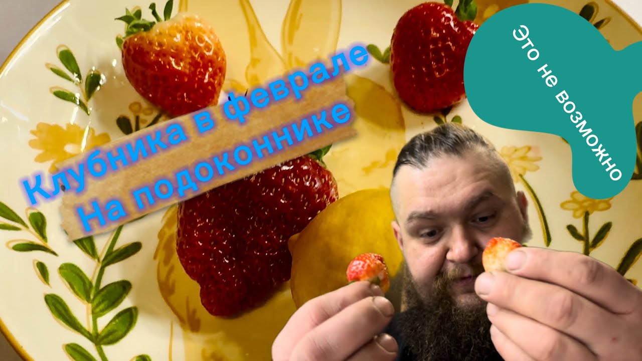 Клубника в квартире в феврале . Легко !!! #live #garden #хочуврек #клубника #своимируками 