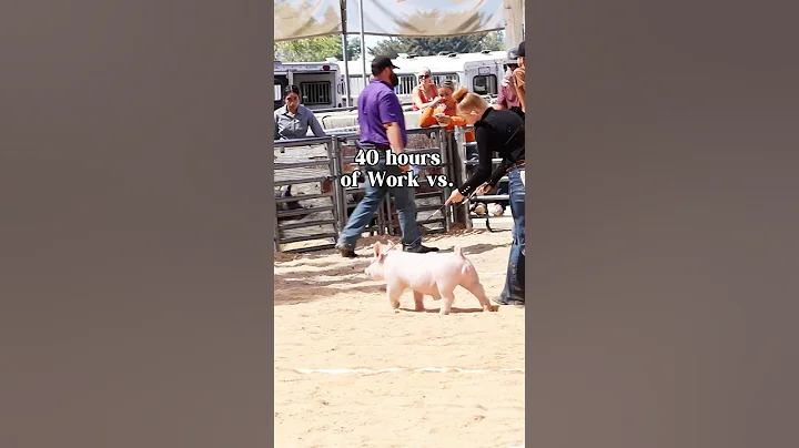 Karis showing Johnny Ringo in his 1st show to his last livestock show! #showpigs #pigs #livestock