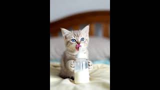a Kitten Drinking Milk From A Bowl2026