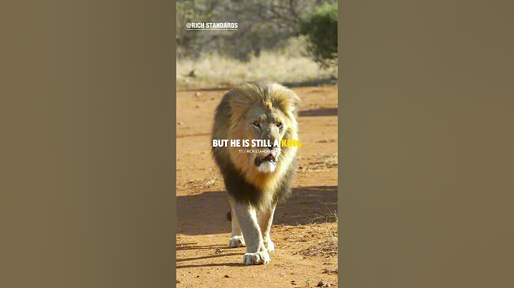Sigma Rule😎🔥~ A LION IS STILL A KING🔥 #richstandards #motivation #shorts #lion