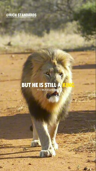 Sigma Rule😎🔥~ A LION IS STILL A KING🔥 #richstandards #motivation #shorts #lion