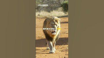 Sigma Rule😎🔥~ A LION IS STILL A KING🔥 #richstandards #motivation #shorts #lion