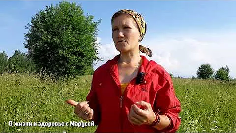 ДИКАЯ ОРХИДЕЯ МАГИЧЕСКИЕ СВОЙСТВА /УНИКАЛЬНОЕ РАСТЕНИЕ@natureMarusya