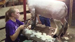 Shearing Tips and Tricks