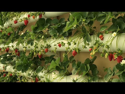 فيديو: كيفية التعامل مع يرقان الفراولة