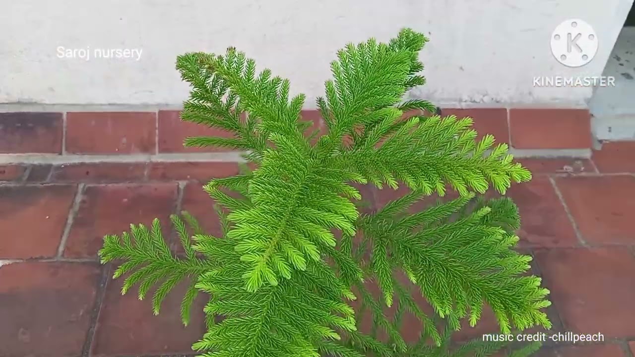 The Christmas Tree is ready to be planted in soil and will be ready before Christmas this year. #