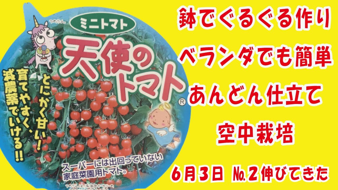 甘 いミニトマト 天使のトマト No 2伸びてきた 鉢でぐるぐる作りベランダでも簡単あんどん仕立てで空中栽培 Youtube