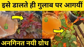 Rose plant growing tips.Rose plant care.How to get maximum growth on rose plant.गुलाब.gulab.
