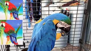 pappagallo ara blu