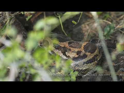 Indian rock python / INDIA