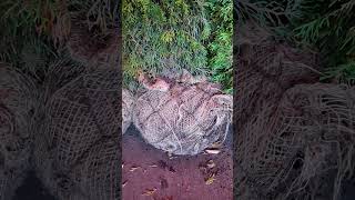 🌟Туя Смарагд—найпопулярніша конусовидна туя до 6м, Колумна висока—9м, Брабант—найкраще для живоплоту