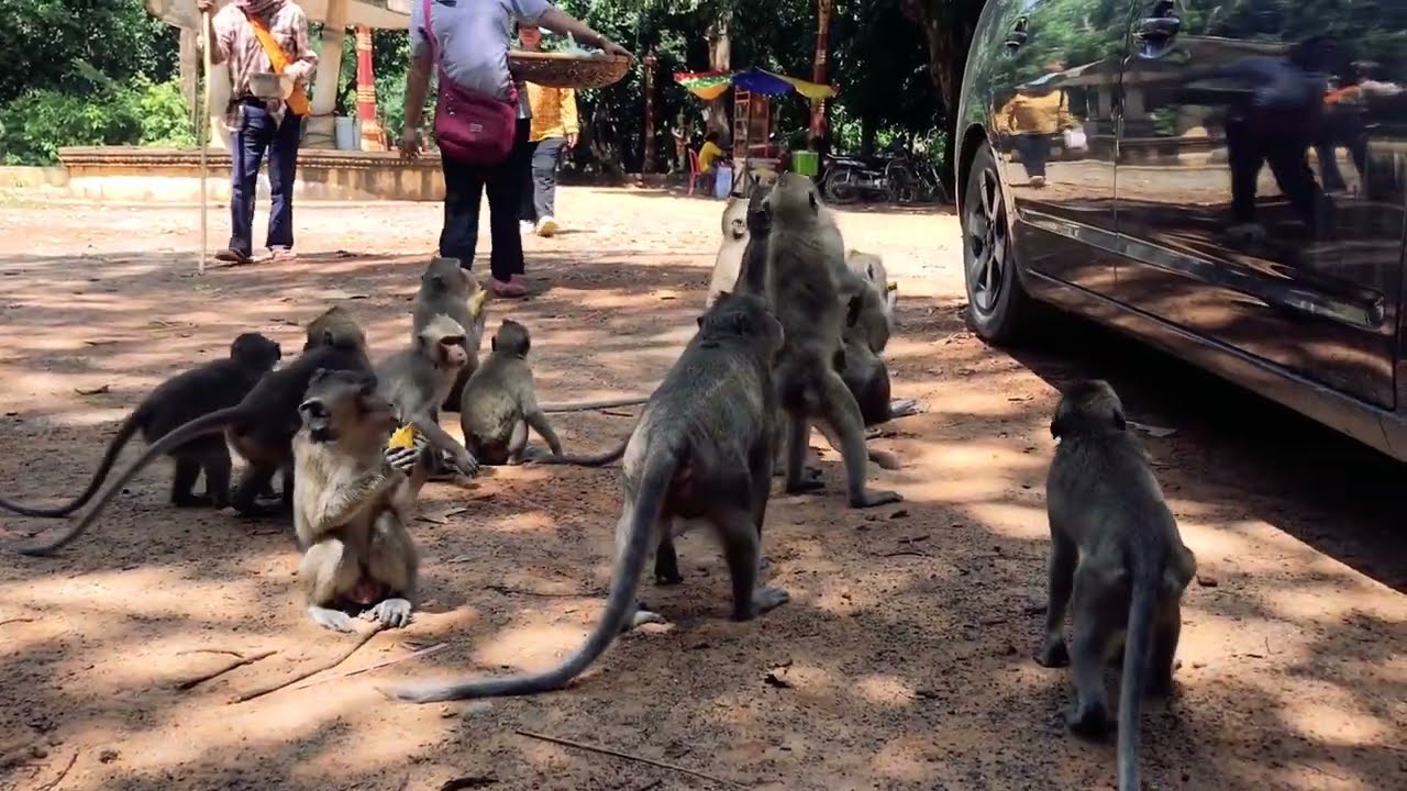 NEVER SEEN BEFORE AND UNBELIEVABLE SMALL BABY MONKEY DOING LIKE BIG ...