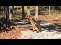 6 month old German Shepherd, Mason! German Shepherd Dog Training Off Leash in Virginia 6 month old German Shepherd, Mason! German Shepherd Dog Training Off Leash in Virginia