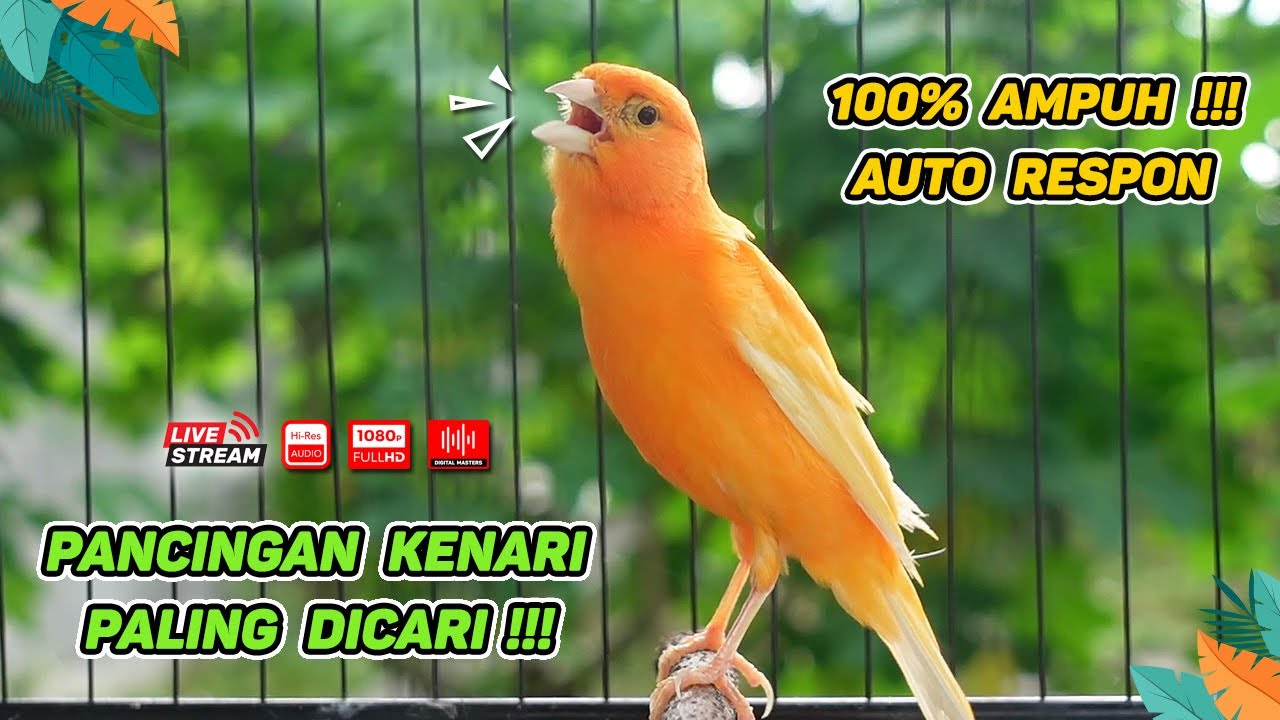 Pancingan Suara Kenari Gacor‼️ Ampuh untuk Masteran Kenari Muda dan Terapi Kenari Macet Bunyi | 246