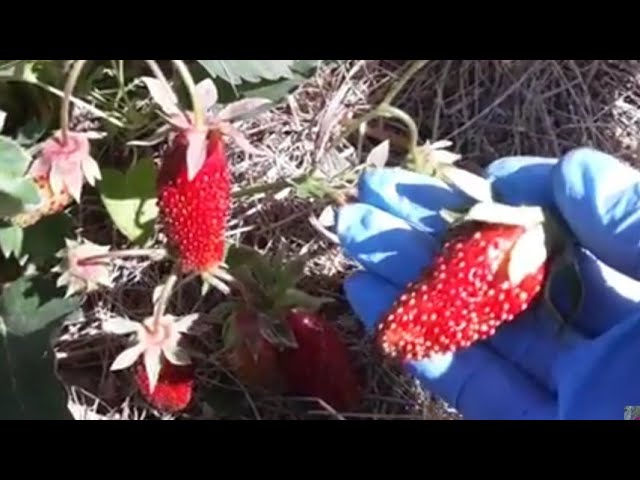 ЗЕМКЛУНИКА КУПЧИХА В СИБИРИ. СОЛНЕЧНАЯ ПОЛЯНКА.