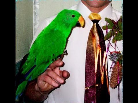 Благородный попугай Эклектус самец - ручной, говорящий 55 тр.