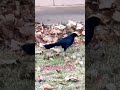 Quiscalus Mexicanus..🐥🍃🍂#shorts #youtubeshorts #birds #viralshorts #nature #usa #wildlife #foryou