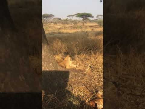 Videó: Katavi Nemzeti Park: A teljes útmutató