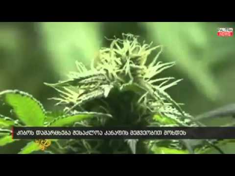 Marijuana cancer cures ( მარიხუანა კიბოს კურნავს)