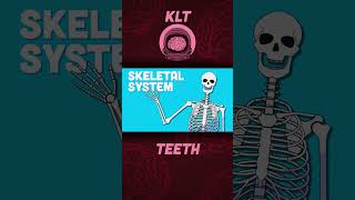 How Many Teeth Do You Have? | Human Body Songs For Kids | KLT Anatomy #shorts