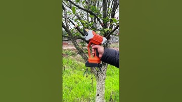 plant pruning technique using super sharp tools #farming #agriculture #shorts