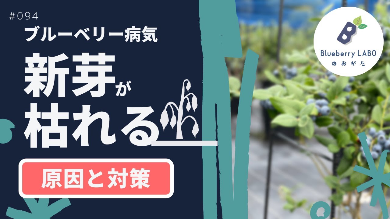 ブルーベリー栽培病気｜新芽がしおれて枯れてきた【原因と対策】